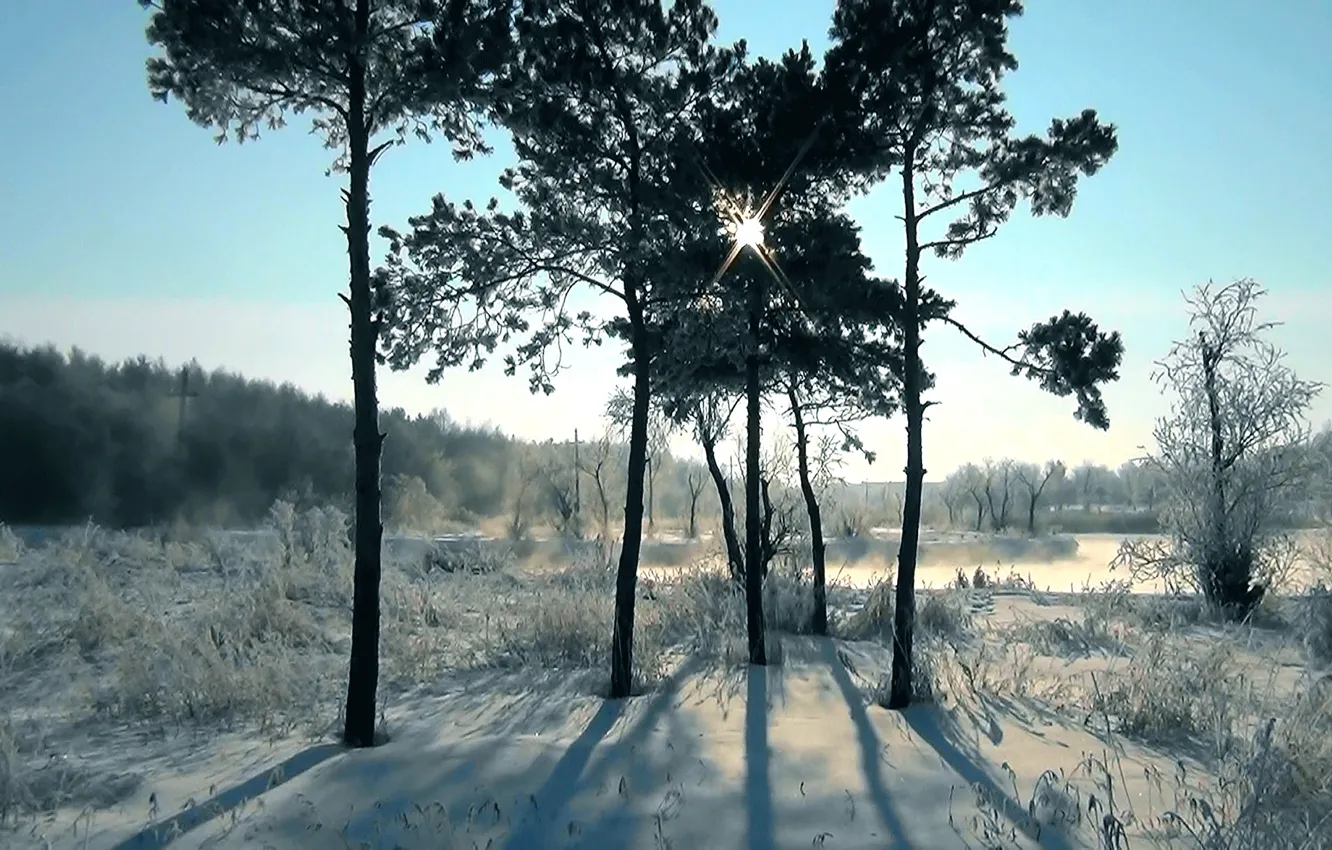 Фото обои зима, иней, закат, Сосны, заря, Сибирь
