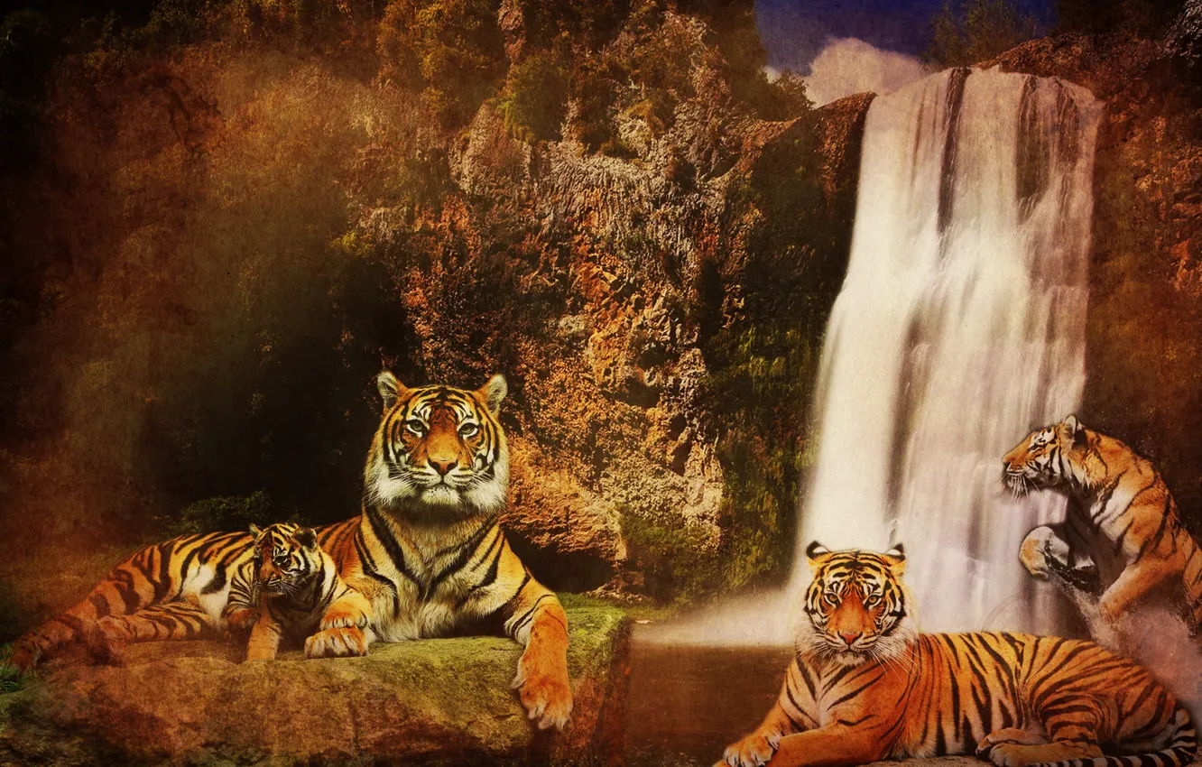 Фото обои вода, кошки, горы, фон, скалы, водопад, хищники, Тигры
