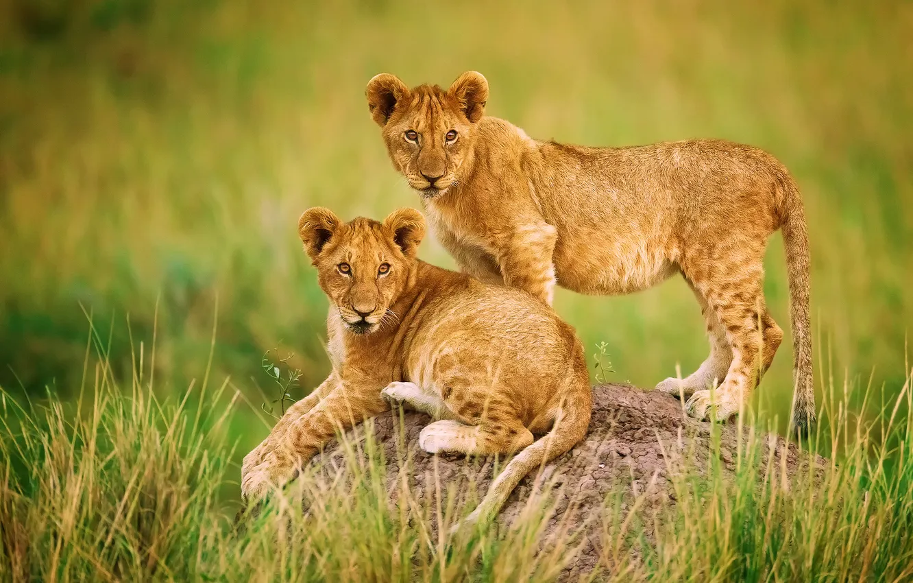 Фото обои Африка, львы, львята