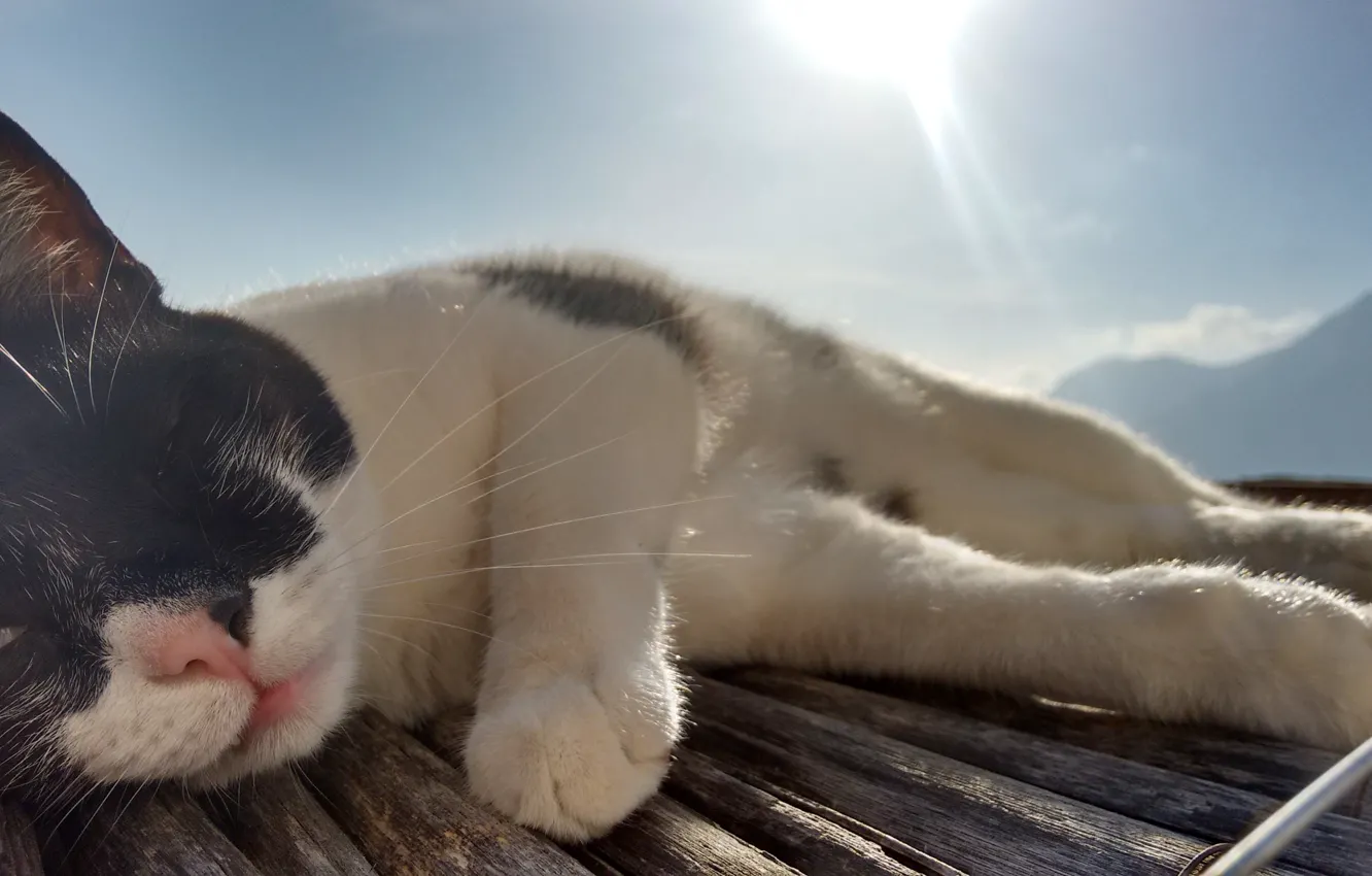 Фото обои Cat, animal, sunlight, paws, fur, sly, muzzle, whiskers