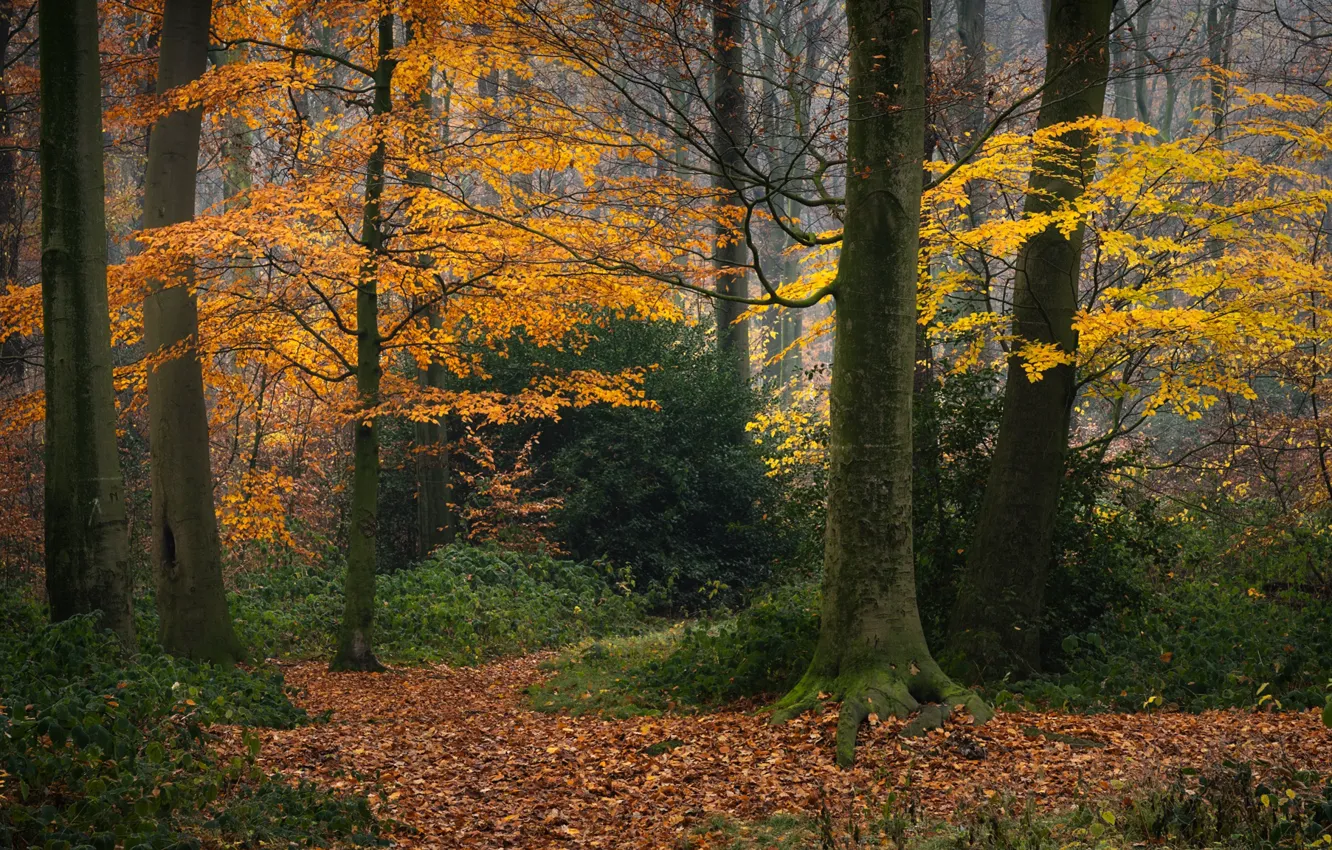 Фото обои осень, лес, деревья, Германия, опавшая листва