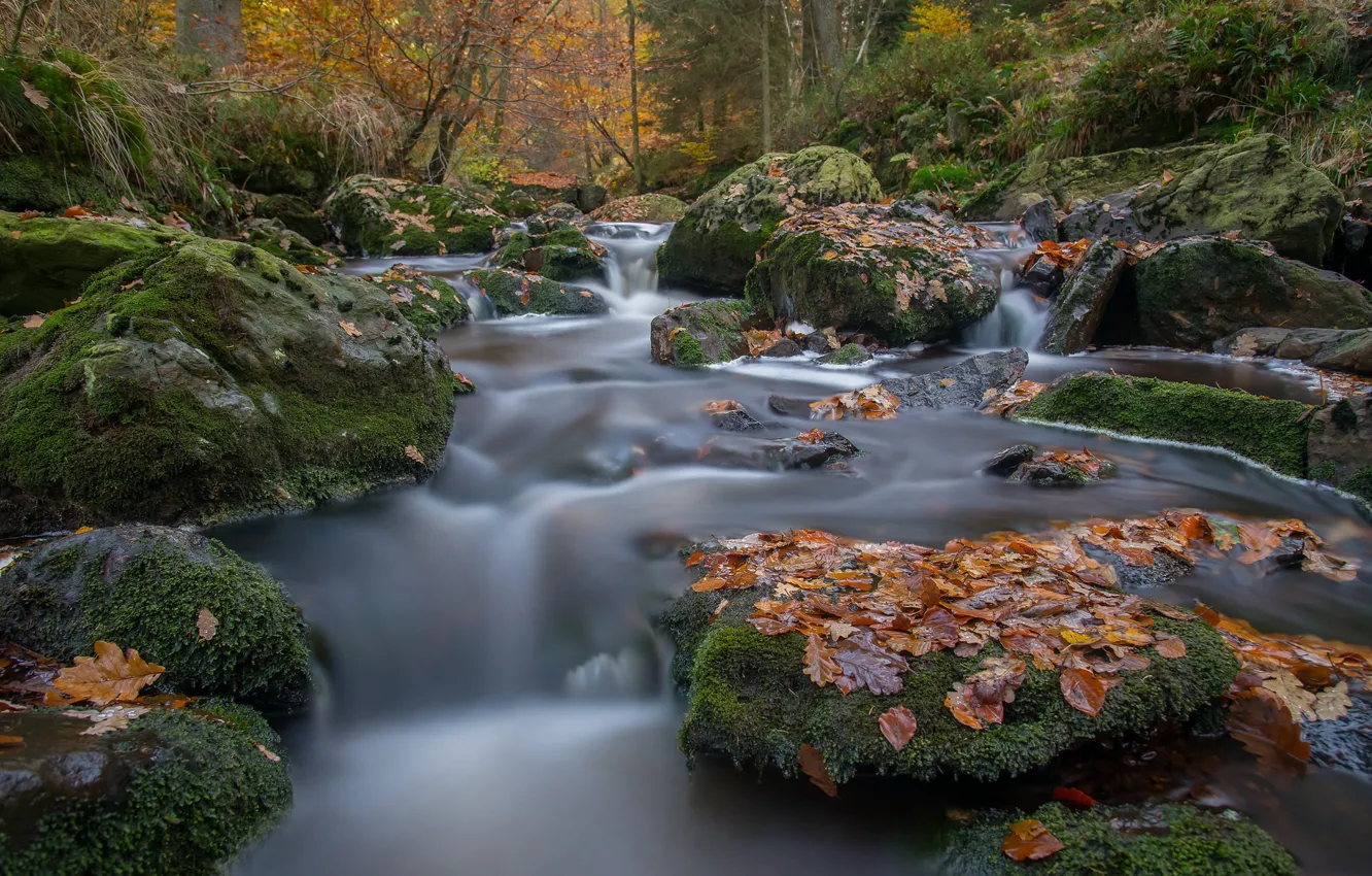 Фото обои осень, лес, листья, река, камни, мох, Бельгия, Belgium