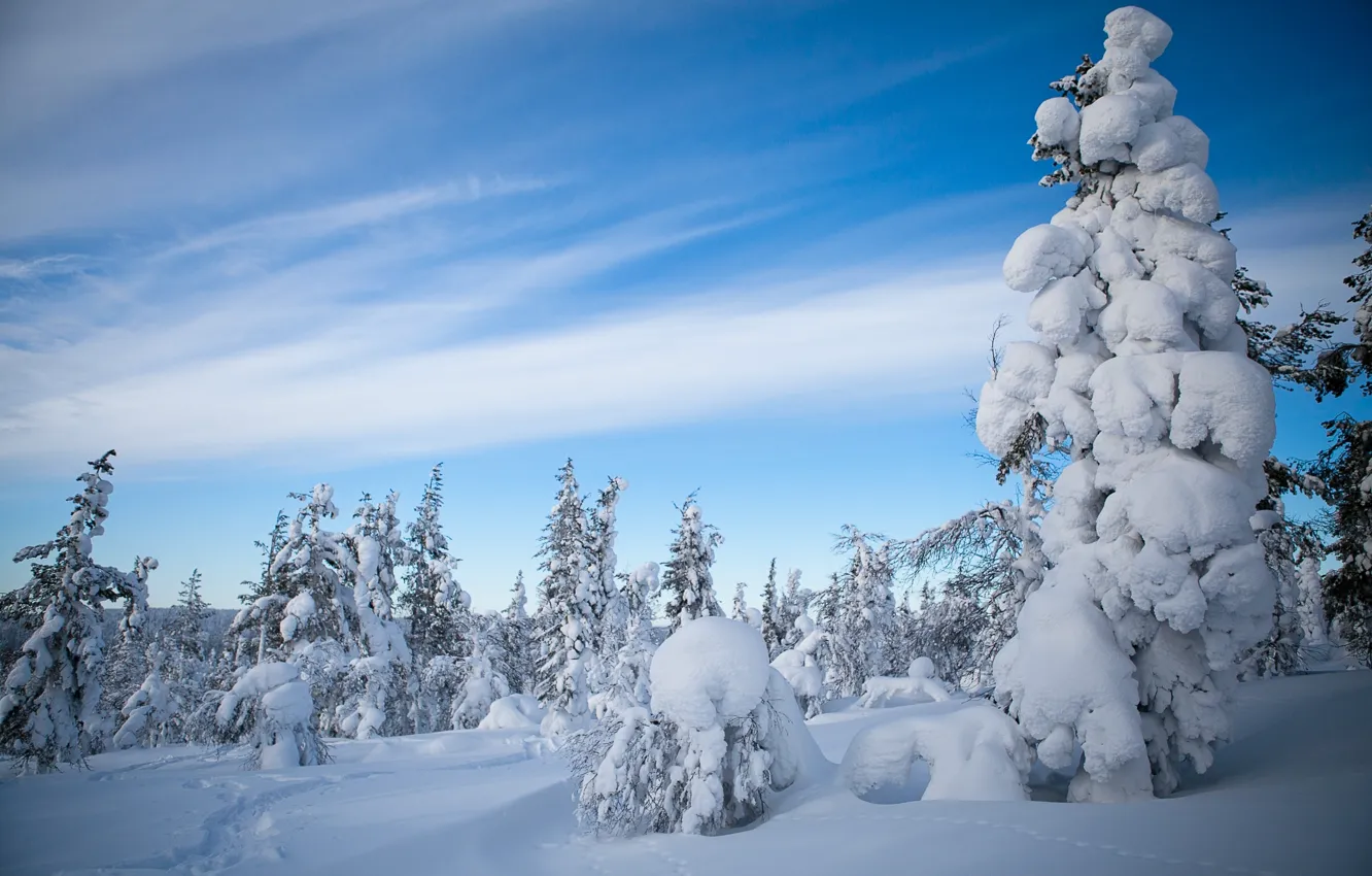 Фото обои зима, лес, снег, деревья, Финляндия, Finland, Lapland, Лапландия