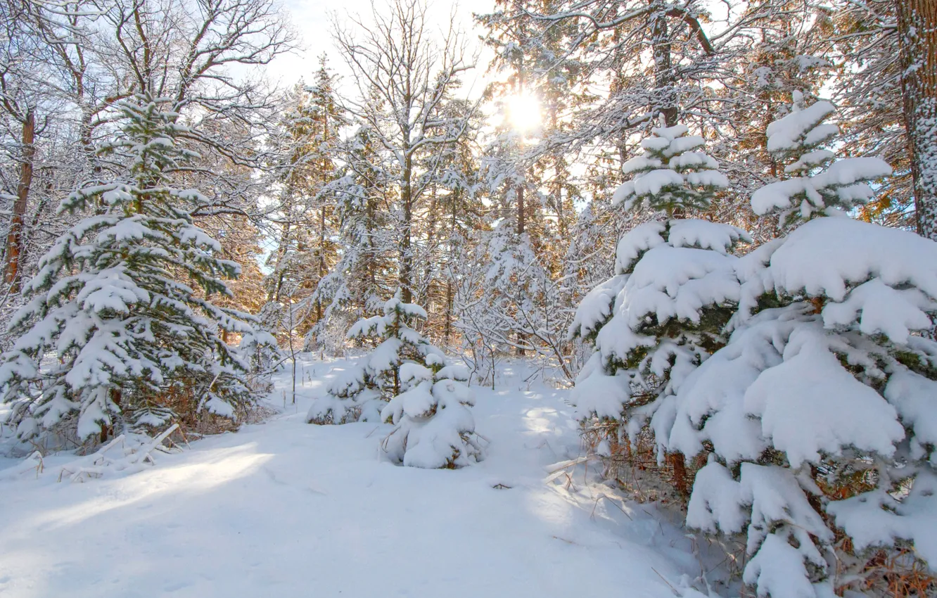 Фото обои зима, лес, снег, деревья, елка, ель