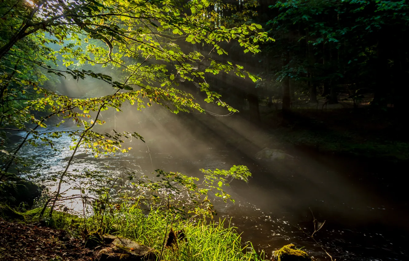 Фото обои лес, лучи, деревья, природа, туман, река