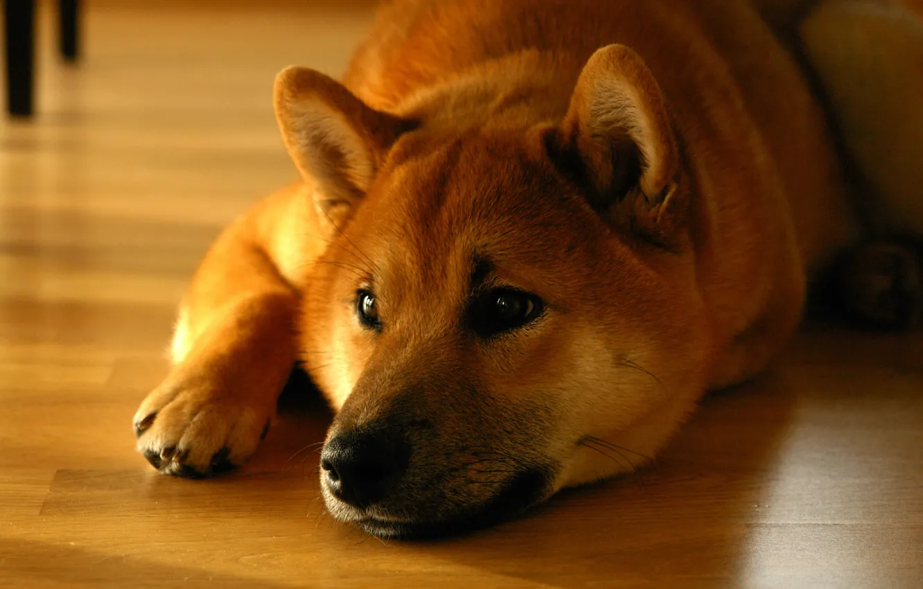 Фото обои wallpaper, dog, down, lying, muzzle, shiba, inu