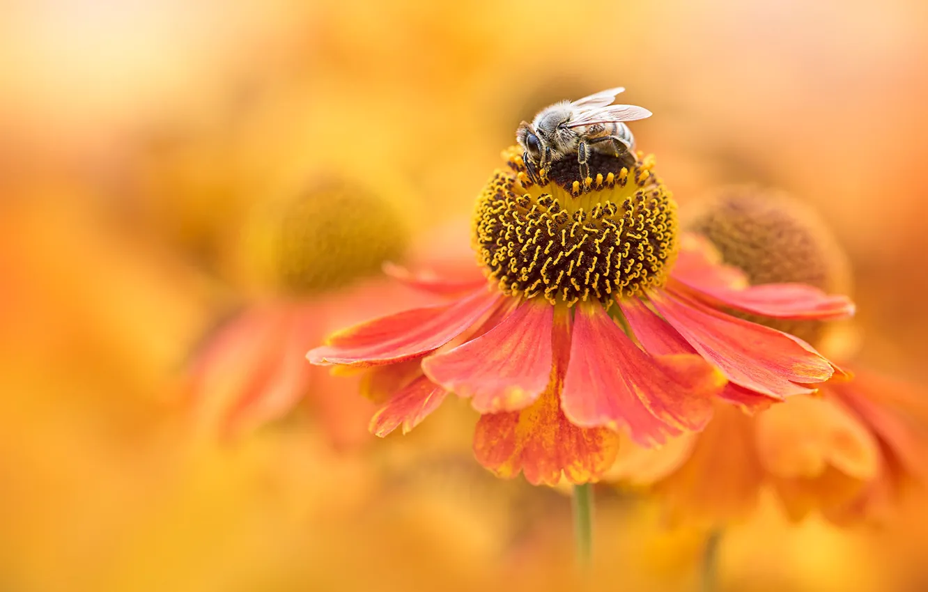 Фото обои цветок, макро, оранжевый, пчела, фон, размытие, насекомое, боке