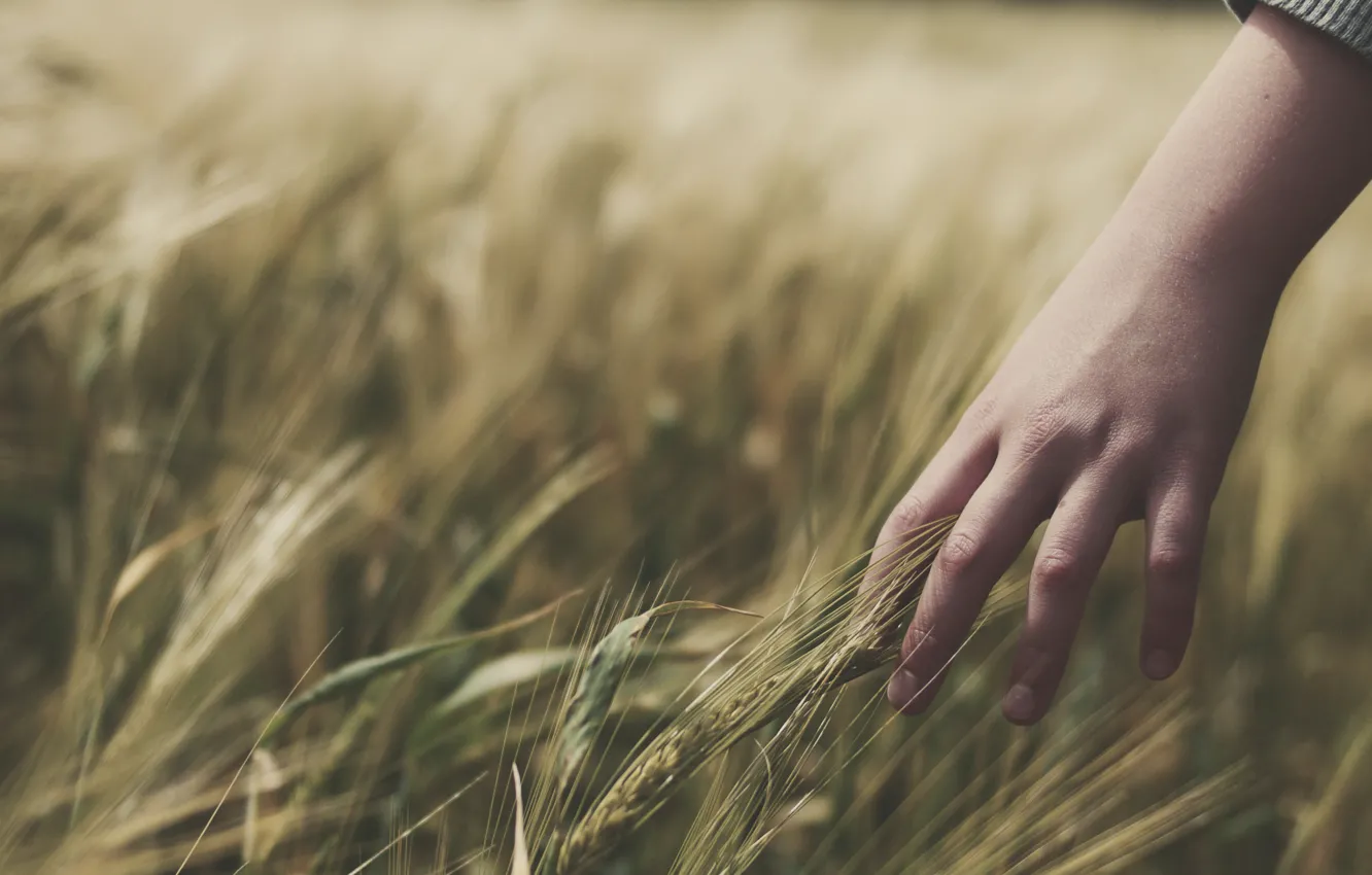 Фото обои пшеница, поле, трава, девушка, настроение, рука, руки, колоски