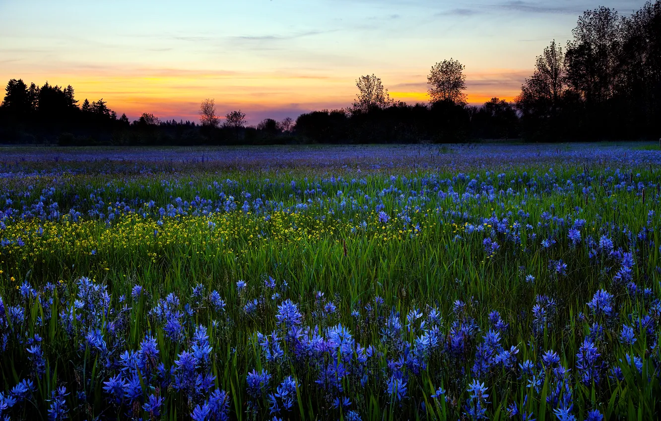 Фото обои поле, цветы, природа, роса, утро