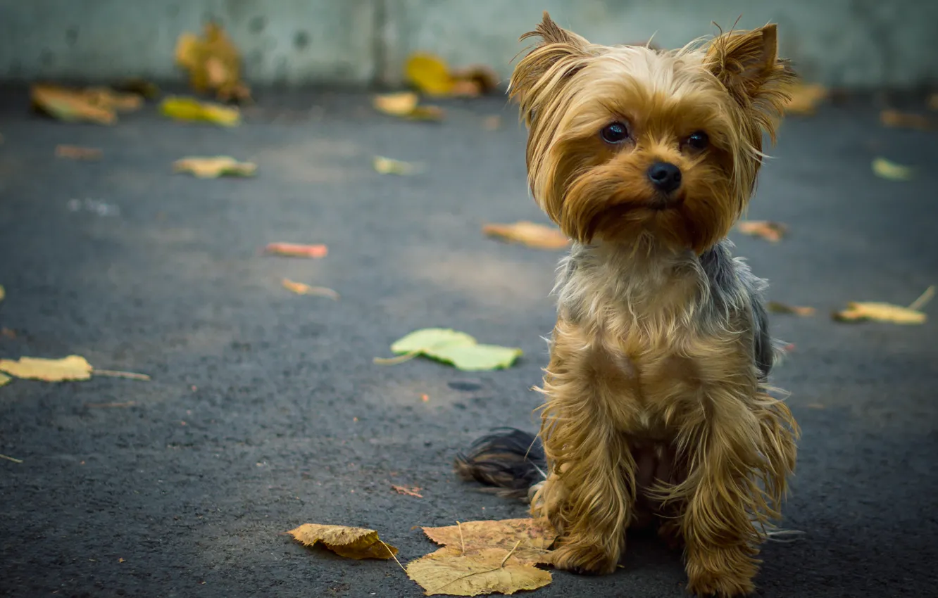 Фото обои асфальт, листья, собака, песик, терьер, йоркшир