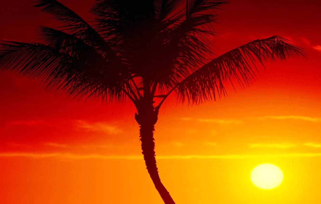 Фото обои небо, солнце, закат, тропики, пальма, зарево
