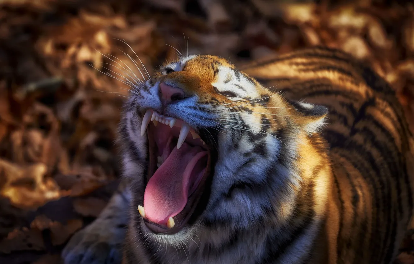 Фото обои язык, морда, тигр, пасть, клыки, дикая кошка, Иван Годовиков