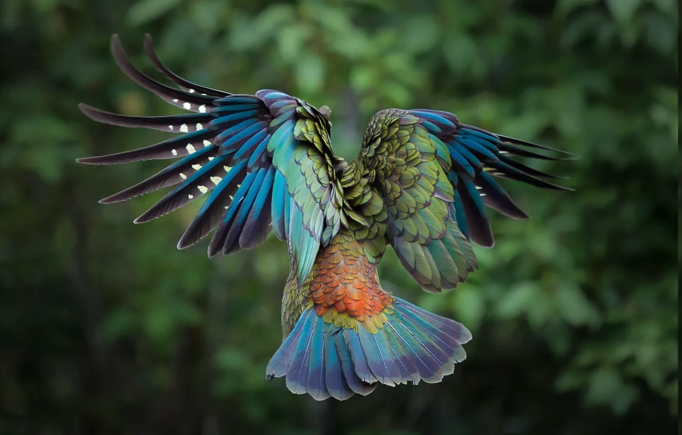 Фото обои birds, animal, wildlife, parrot kea