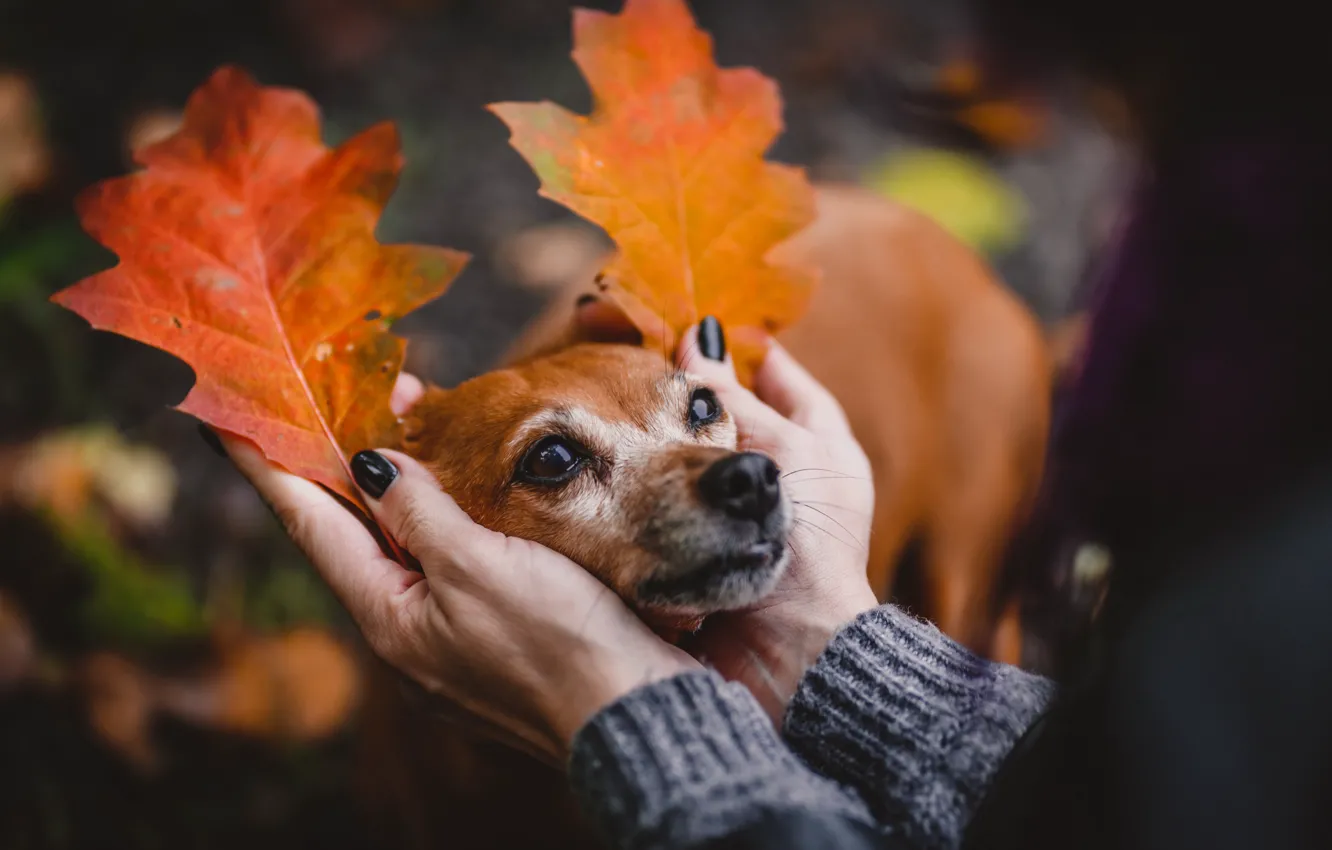 Фото обои осень, друг, настроение, собака