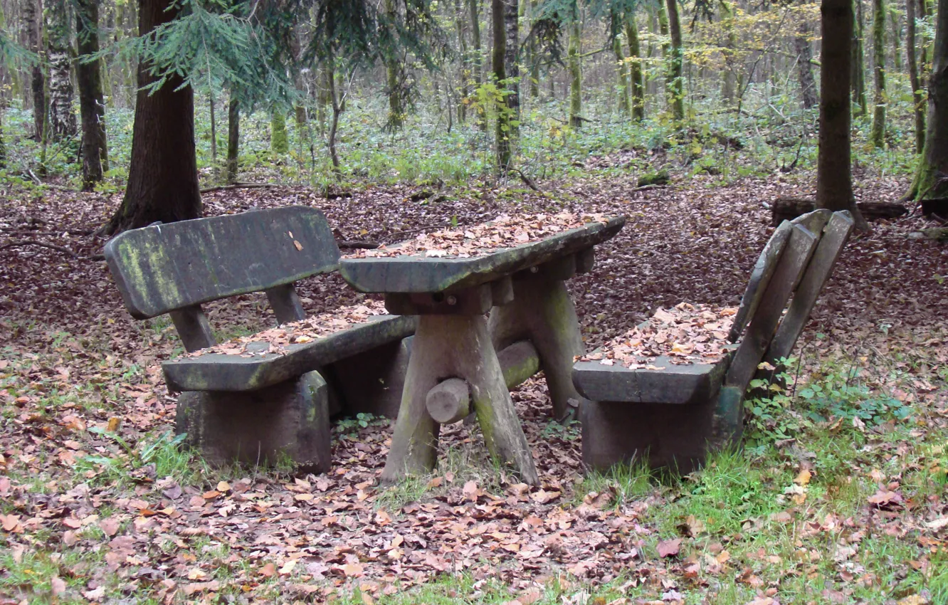 Фото обои осень, лес, трава, листья, деревья, скамейка, ветки, стол