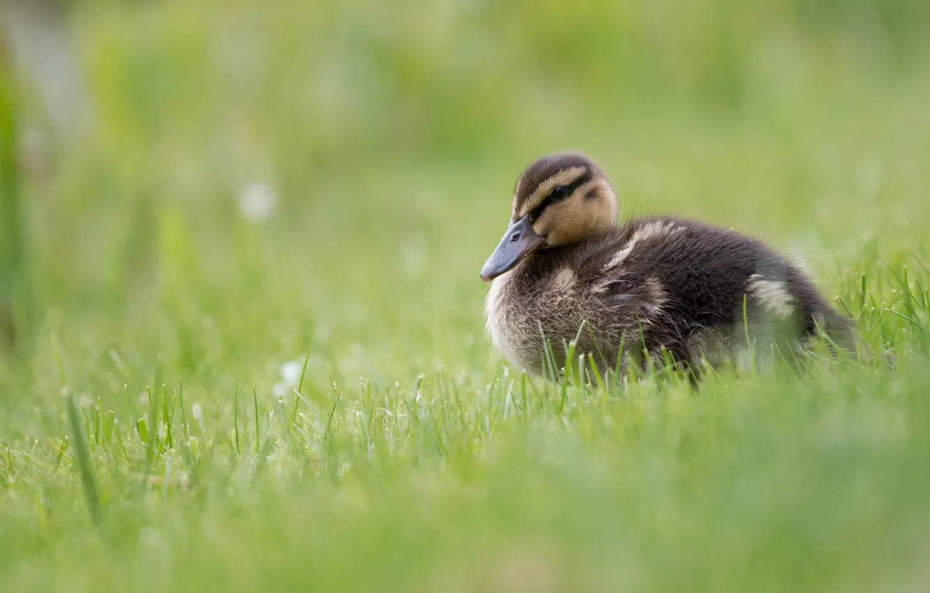 Фото обои трава, природа, зеленый, фон, птица, поляна, утёнок, утка
