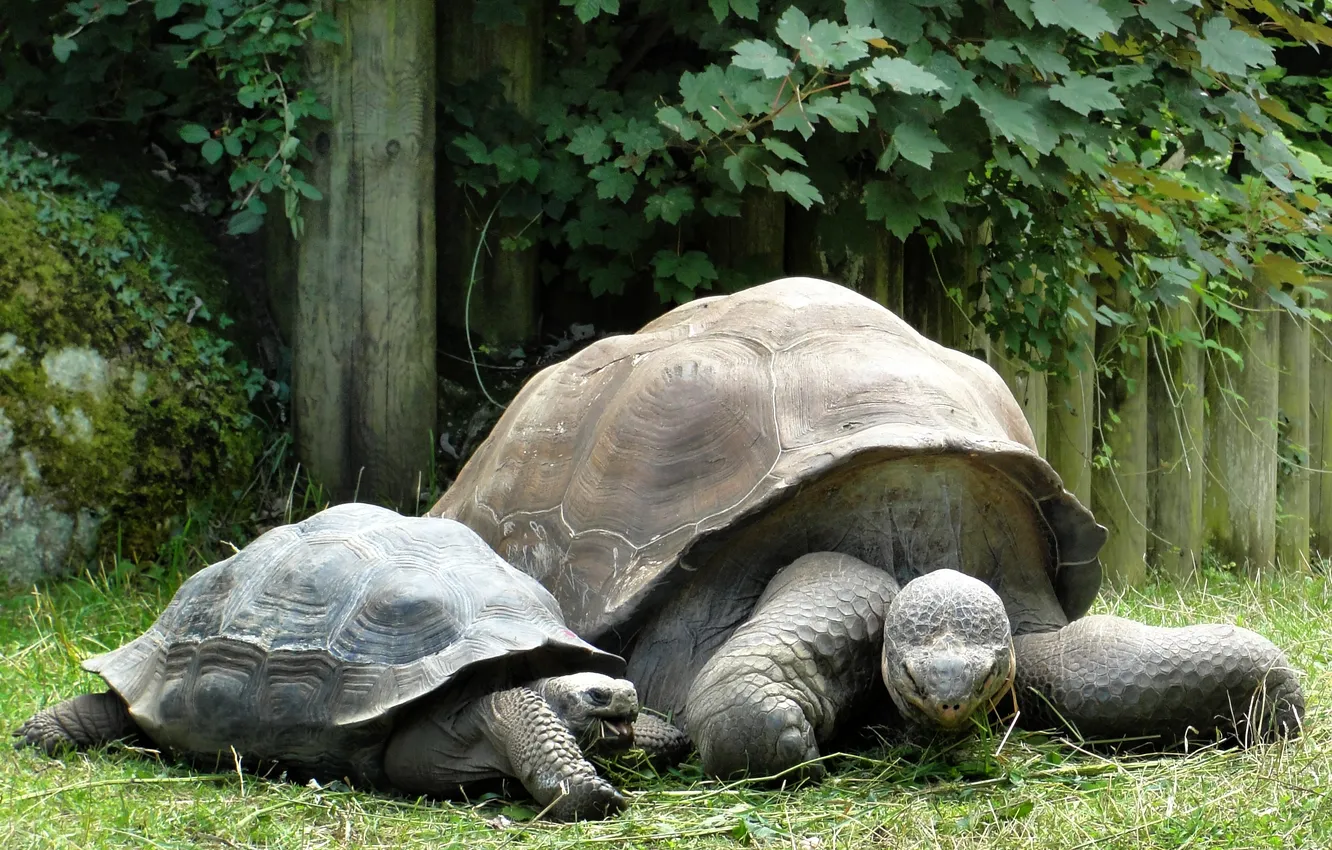 Фото обои природа, семья, панцирь, черепахи