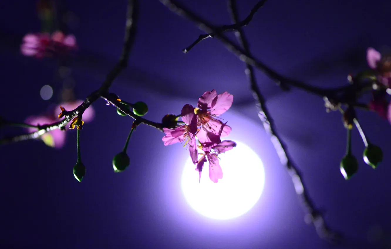 Фото обои flower, night, cherry
