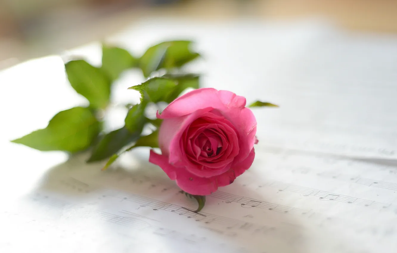 Фото обои цветок, ноты, розовая роза