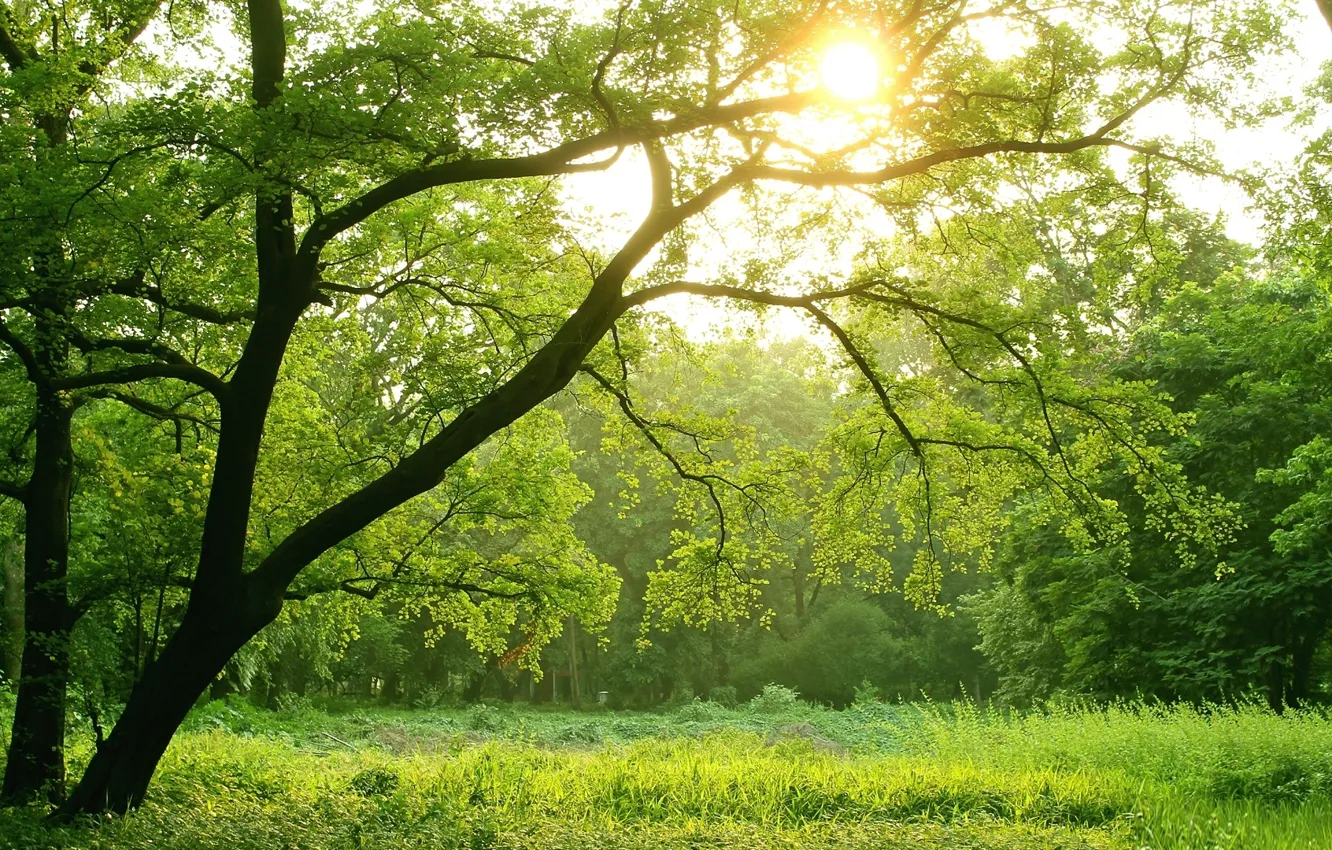 Фото обои green, light, forest, trees, sun