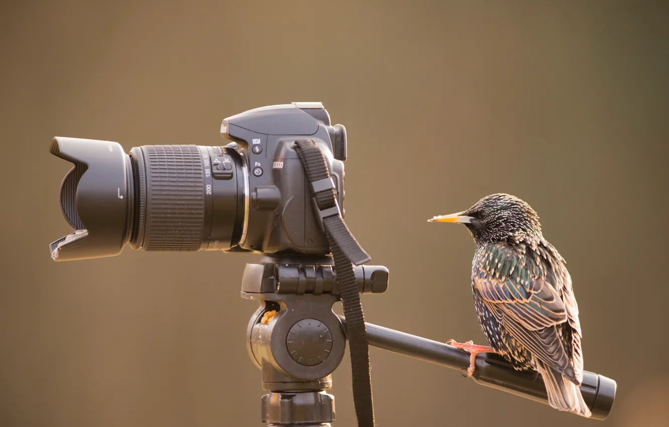 Фото обои птица, фотоаппарат, грач