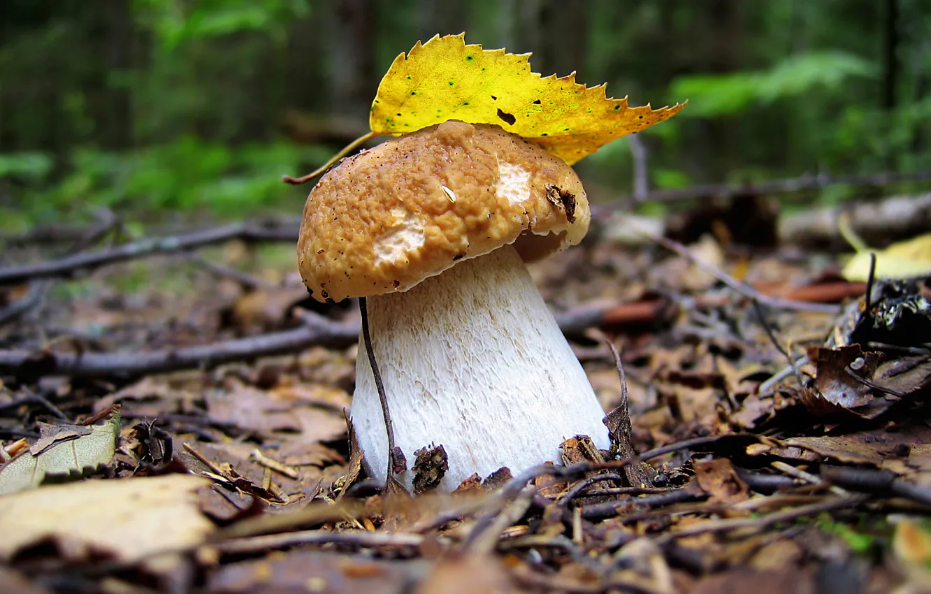 Фото обои осень, лес, лето, пейзаж, лист, гриб, wallpaper, белый гриб