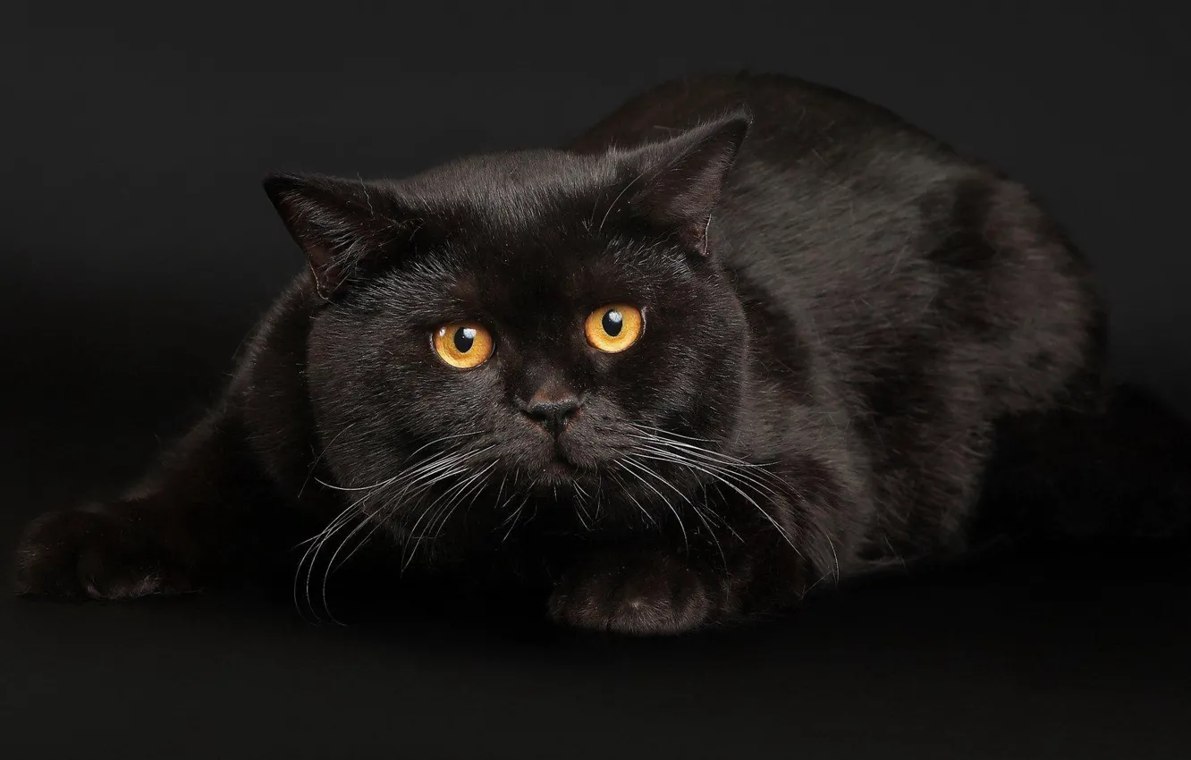 Фото обои глаза, кот, чёрный