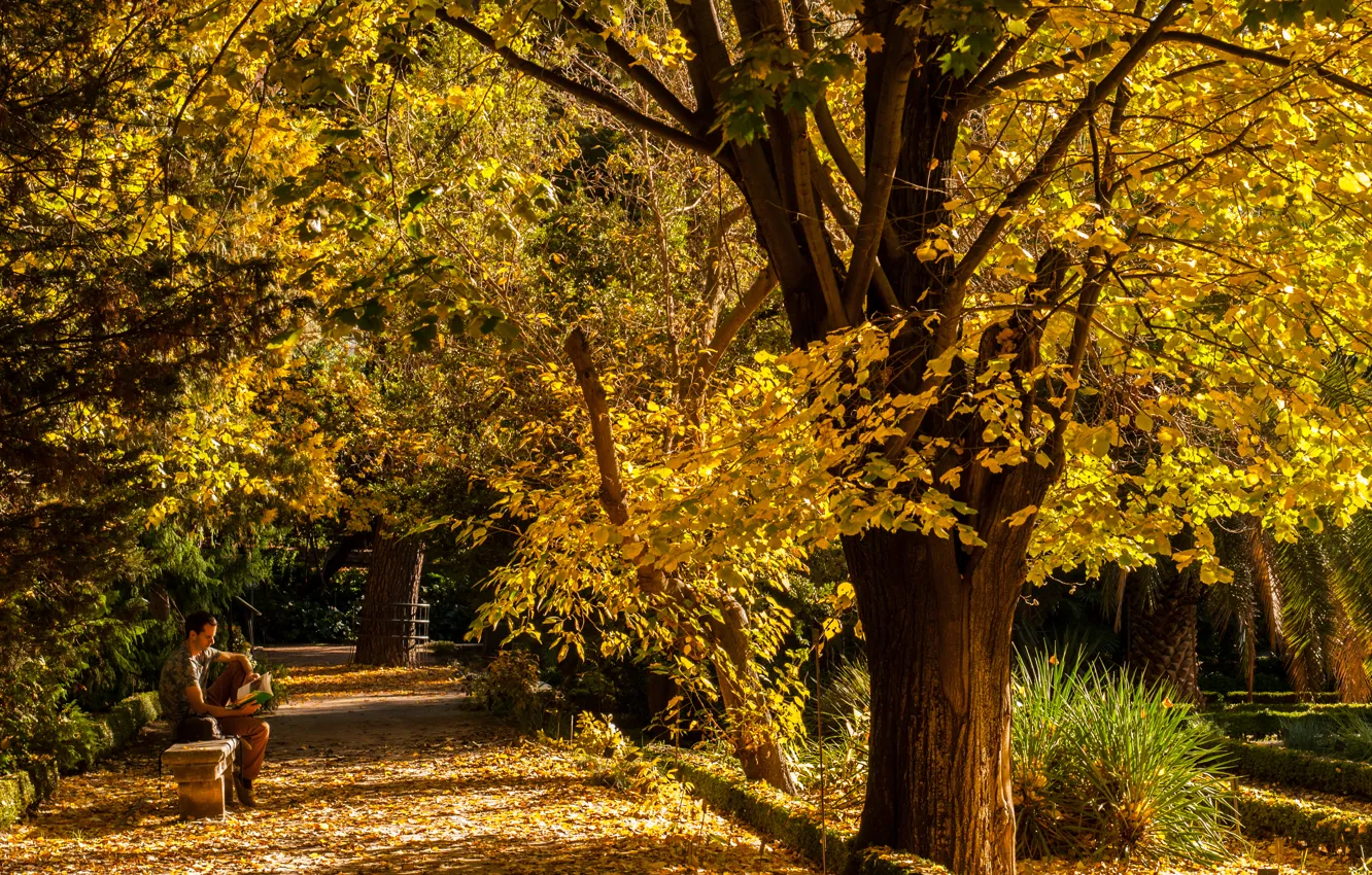 Фото обои осень, деревья, природа, парк, человек, Nature, аллея, листопад