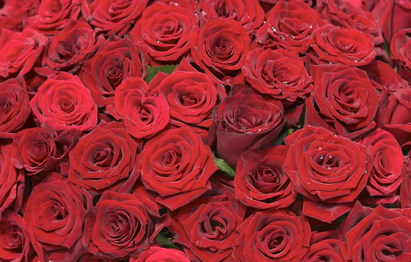 Фото обои красный, фон, розы, букет, россыпь, бутоны