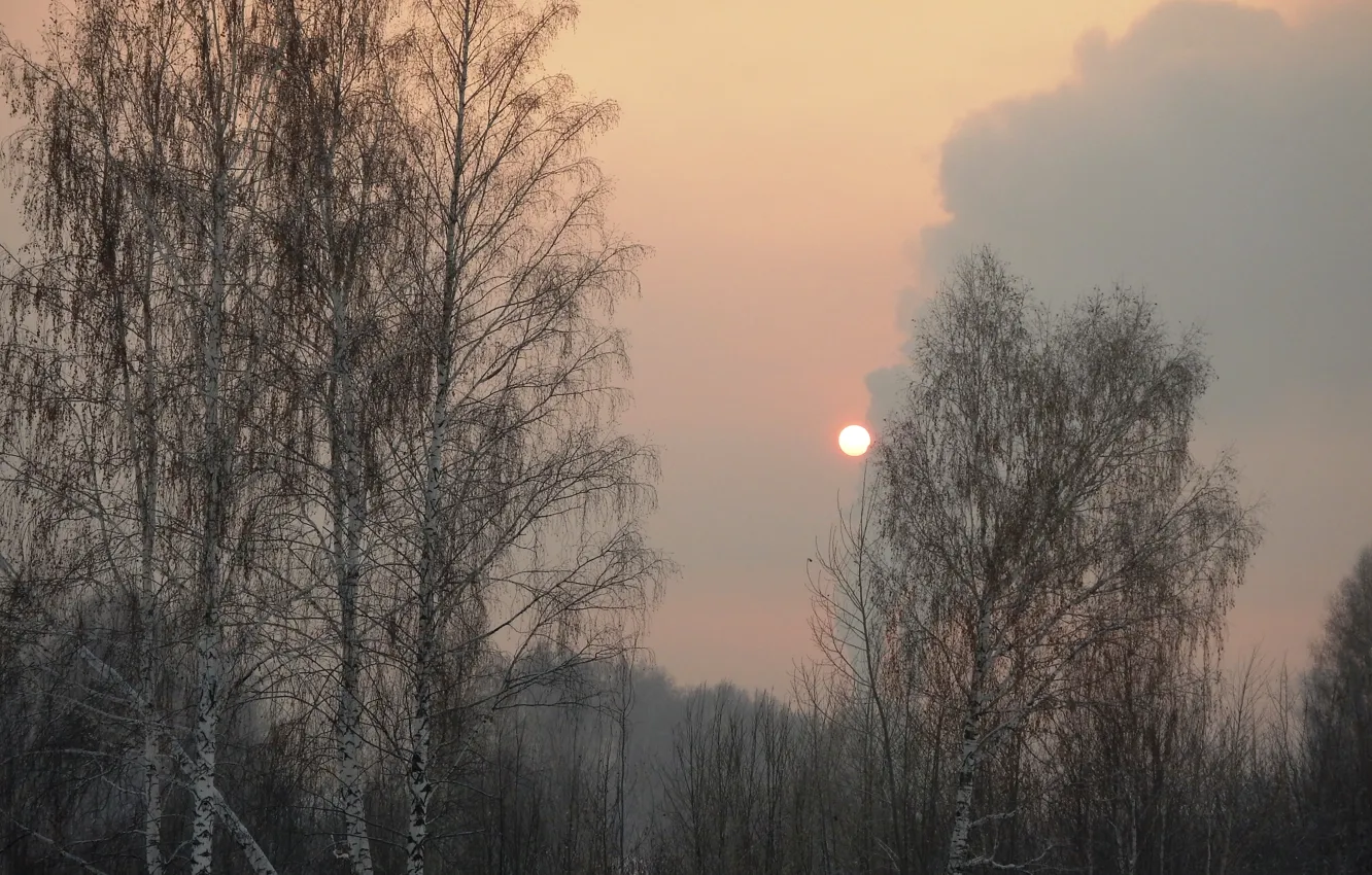 Фото обои зима, небо, деревья, закат, Солнце, дымка, сумерки, роща