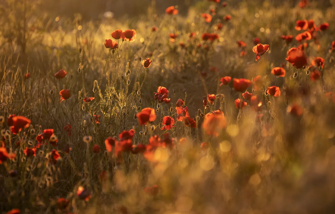 Фото обои поле, лето, свет, цветы, поляна, маки, луг, красные