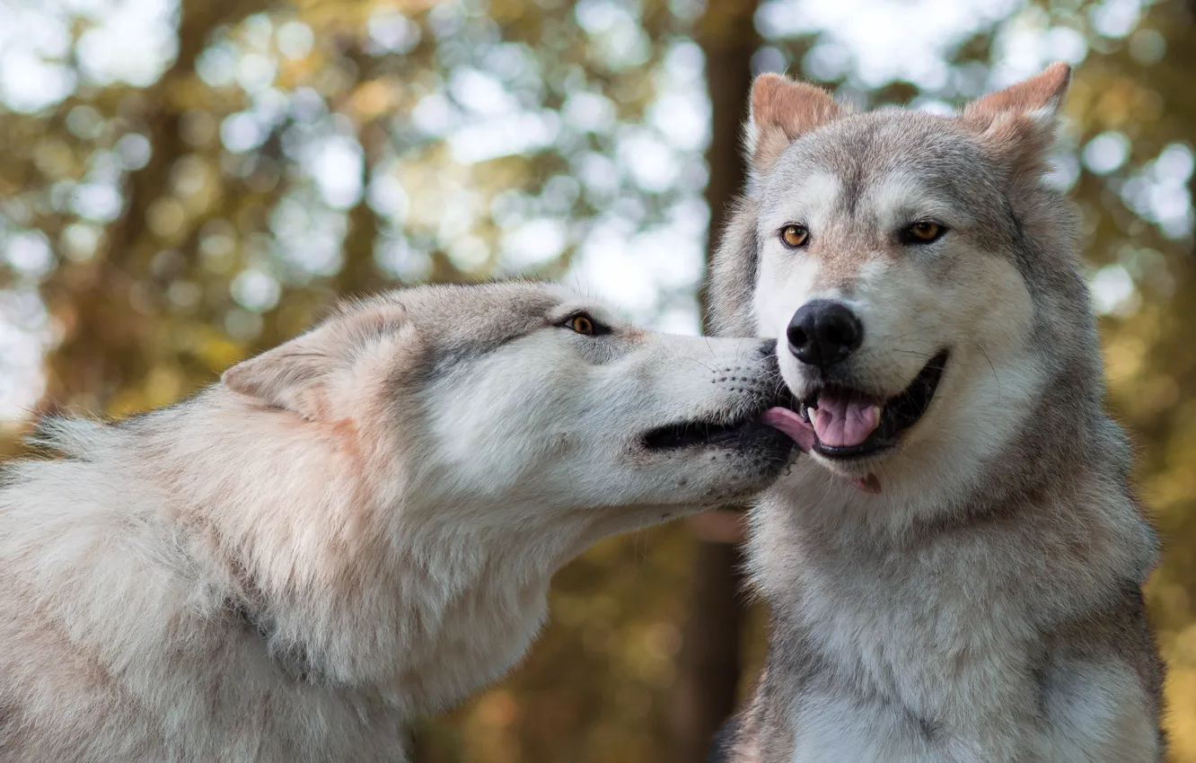 Фото обои хищники, пара, волки