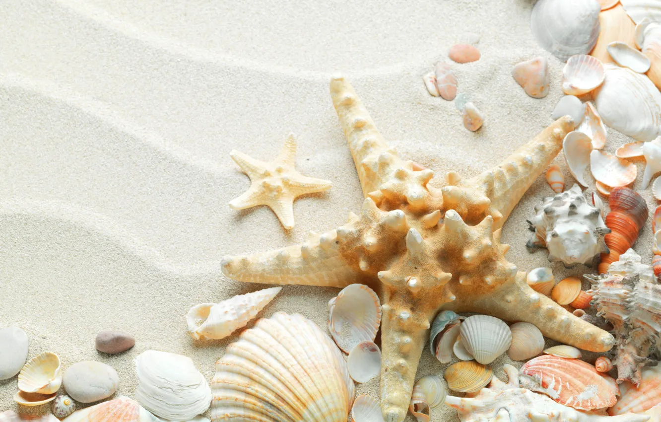 Фото обои песок, море, пляж, лето, природа, океан, звезда, ракушки