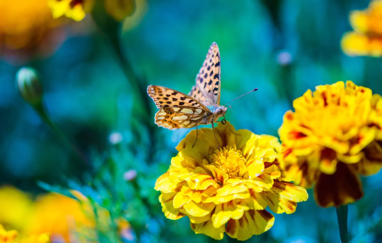 Фото обои макро, цветы, природа, бабочка, желтые, насекомое, голубой фон, боке