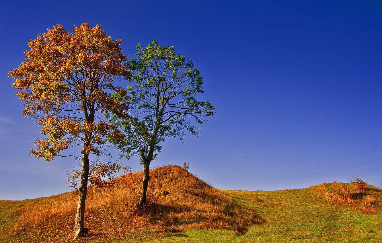 Фото обои осень, небо, трава, деревья, природа, холмы, обои