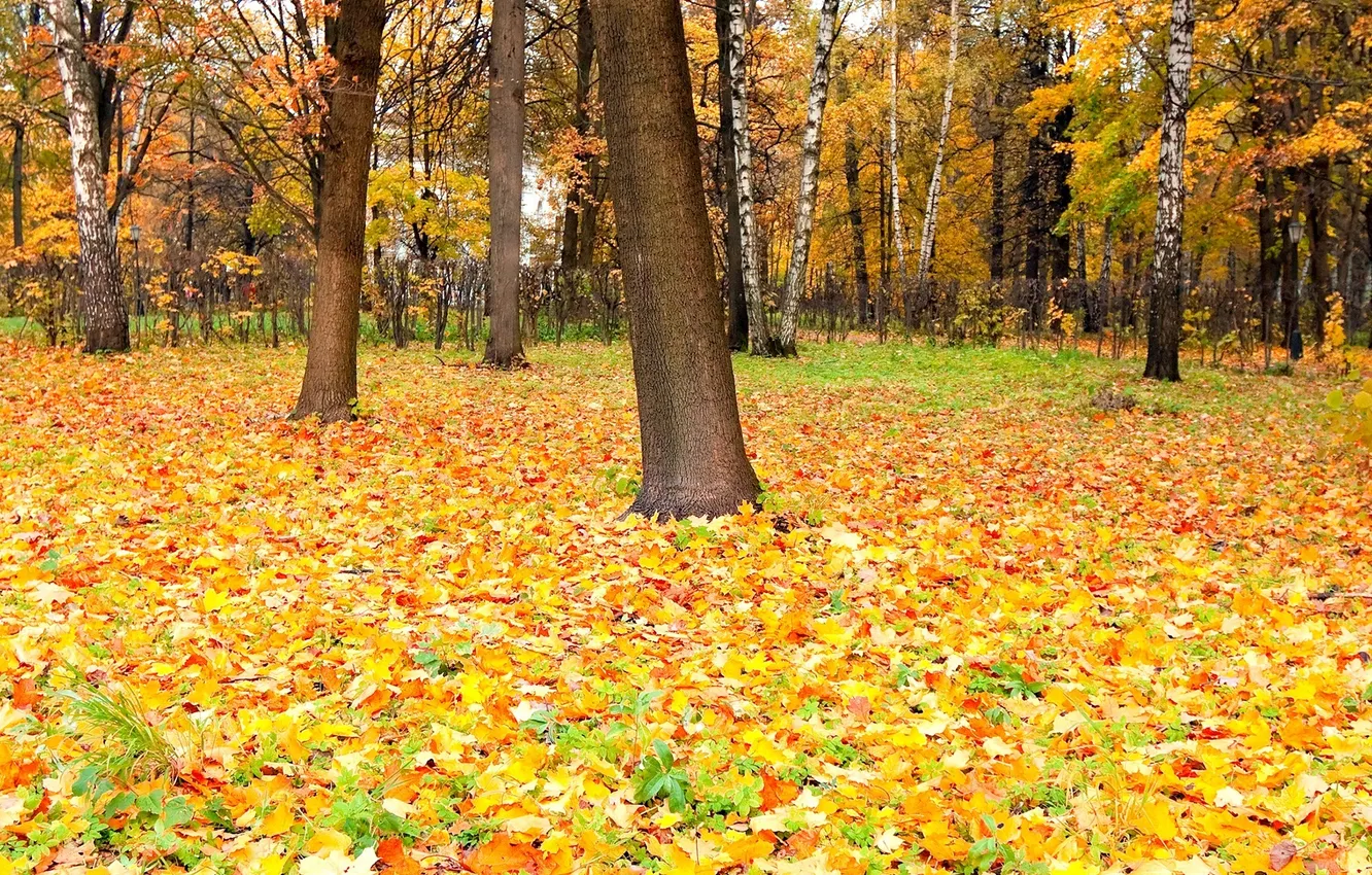 Фото обои осень, время, листва, красок, Perfect autumn, опадаюшая