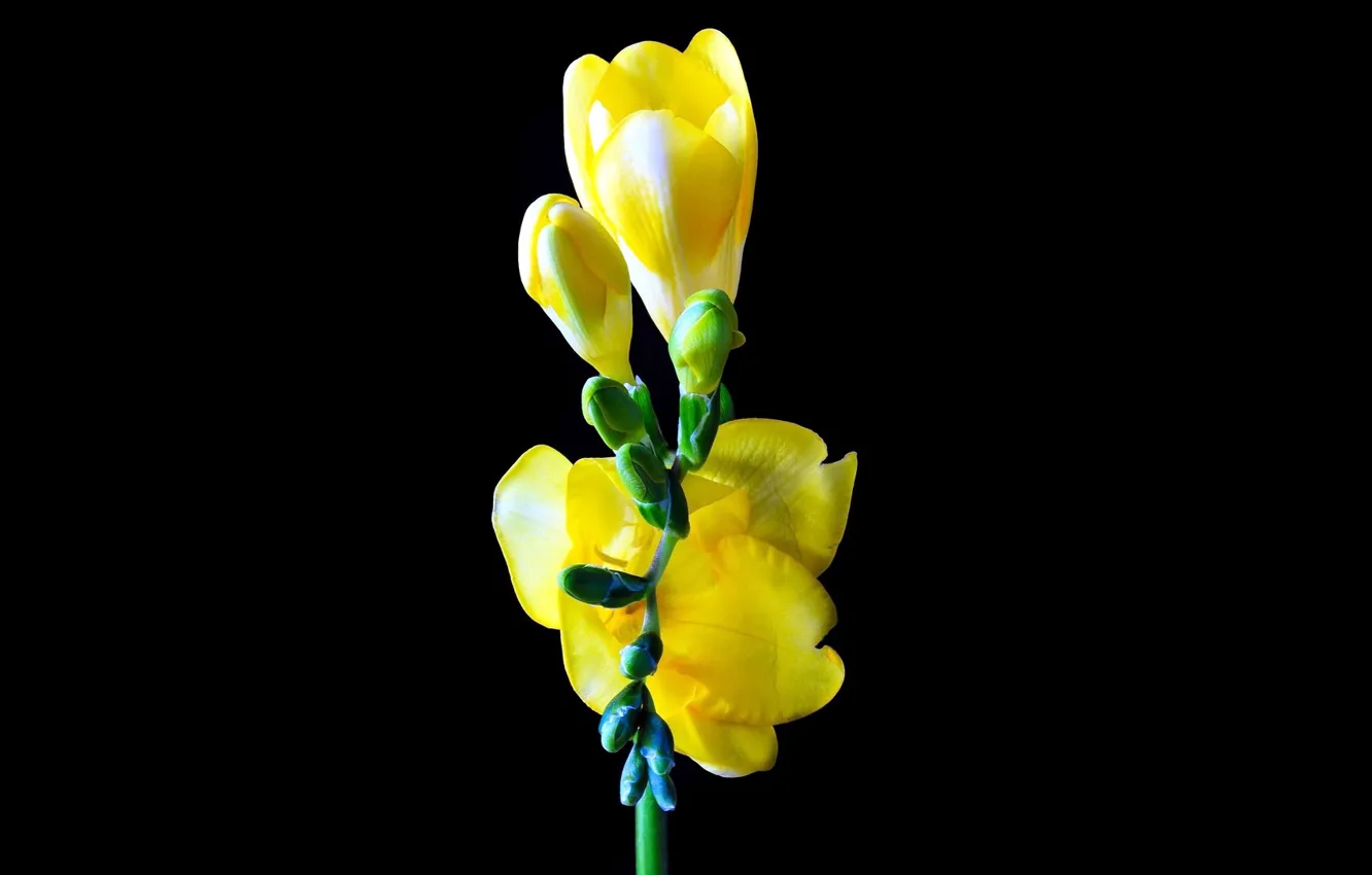 Фото обои макро, чёрный фон, жёлтый цветок, Фрезия