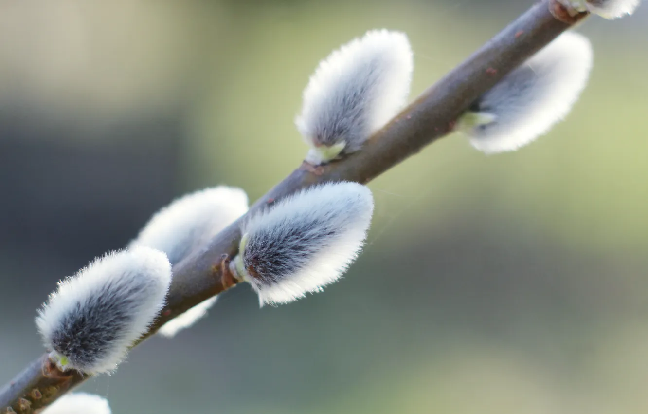 Фото обои spring, plant, twig, kitten base