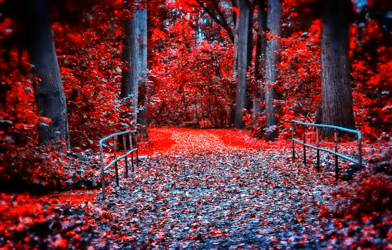 Фото обои осень, лес, листья, деревья, мост, парк, краски, багрянец