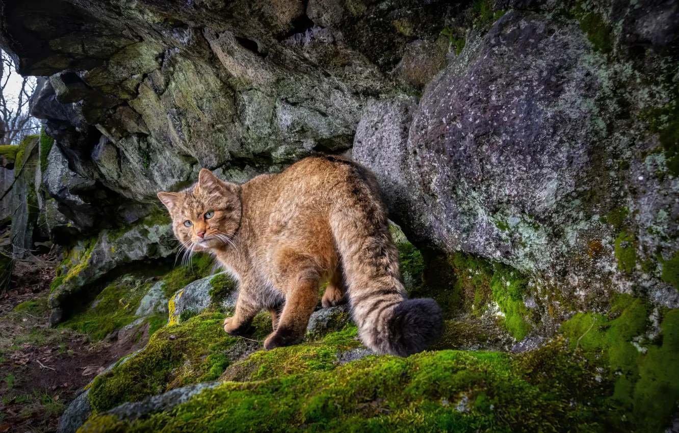 Фото обои мох, stones, лесной кот, moss, wild cat, forest cat