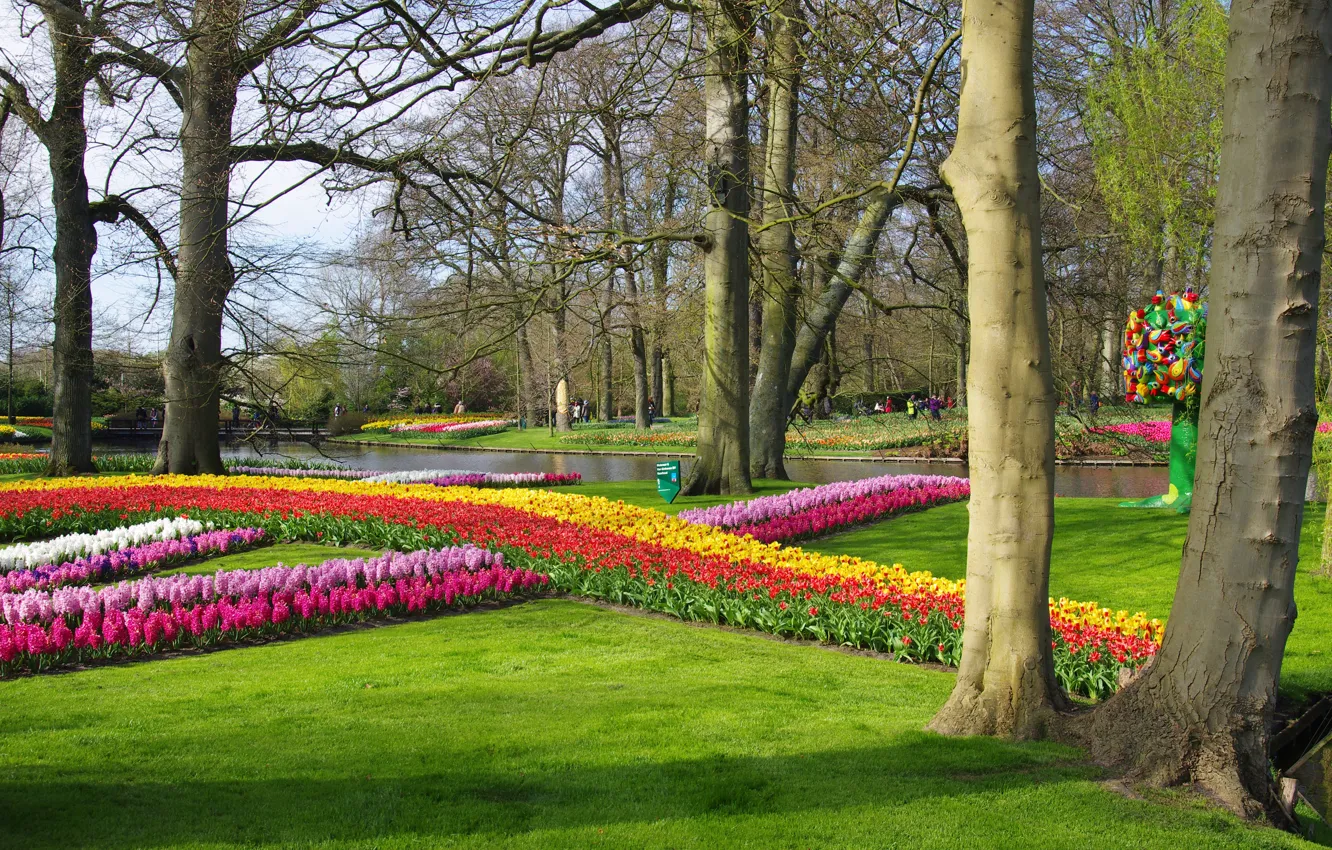 Фото обои цветы, парк, река, весна, тюльпаны, Нидерланды, tulips, Netherlands
