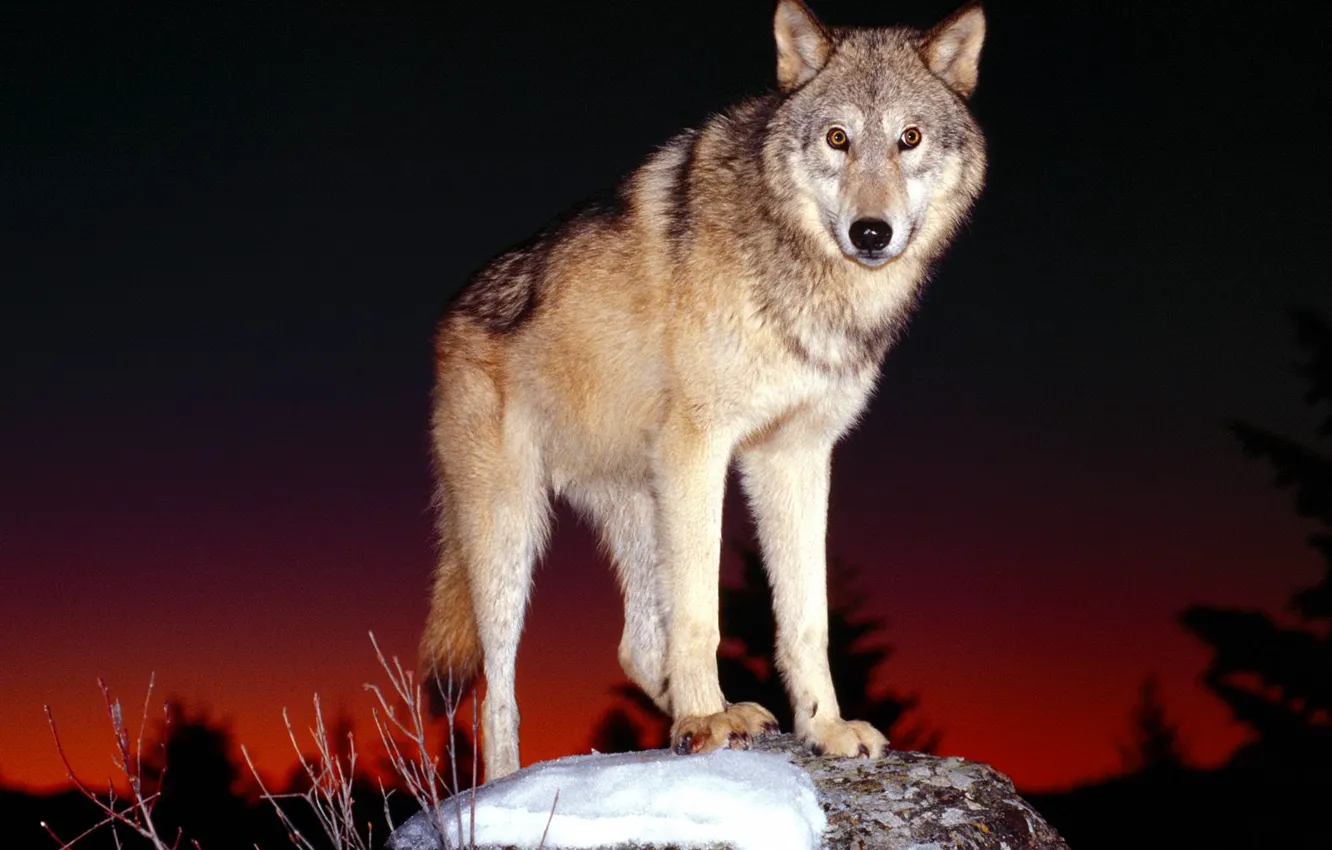 Фото обои взгляд, ночь, волк, хищник
