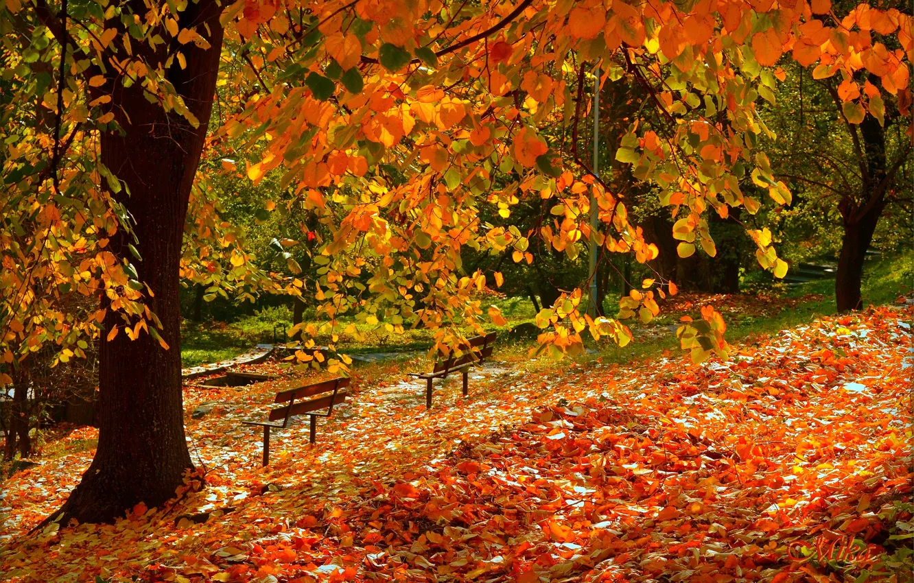 Фото обои Осень, Fall, Листва, Autumn, Листопад, Leaves
