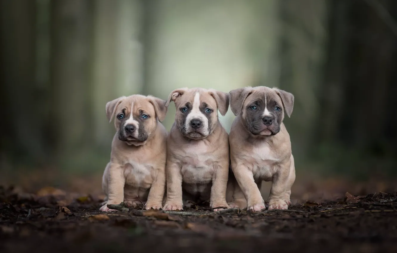 Фото обои щенки, трио, боке, троица, Питбультерьер
