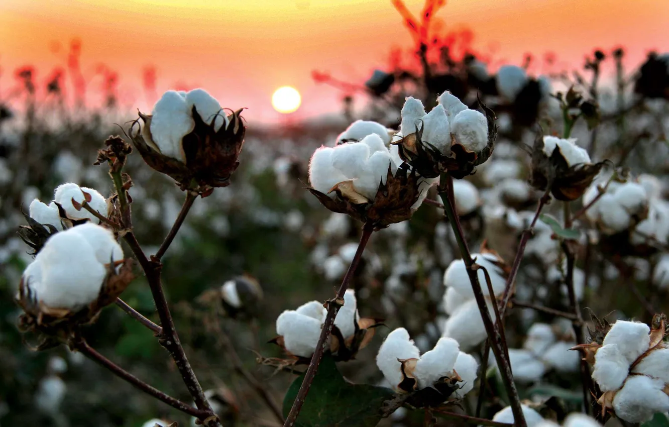 Фото обои поле, закат, ветки, природа, хлопок, волокна, вата, cotton