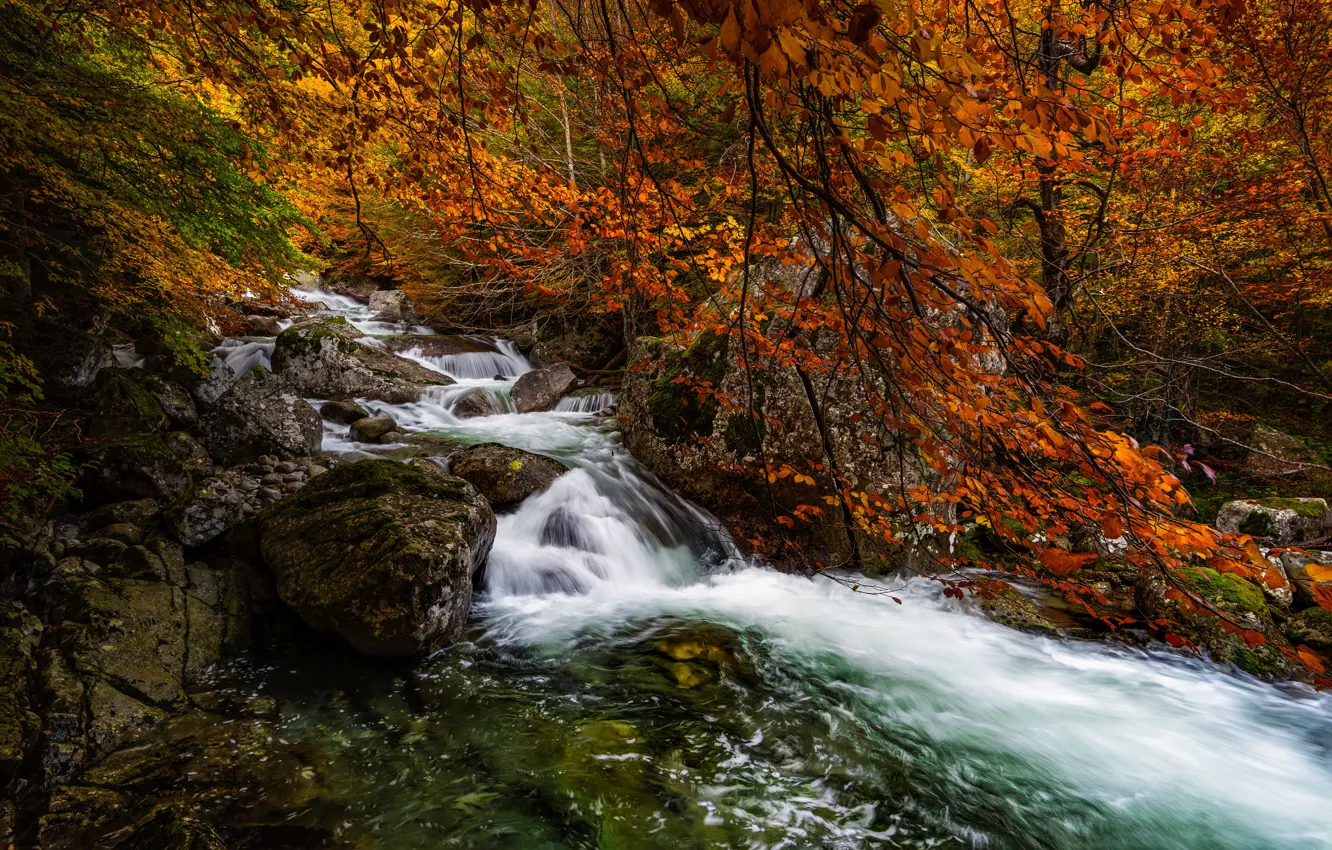 Фото обои осень, лес, ветки, река, Испания, Spain, Арагон, Aragon