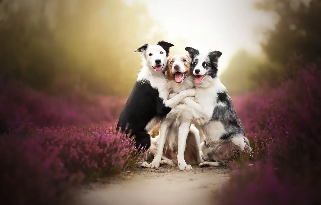 Фото обои собаки, трио, друзья, боке, троица, вереск