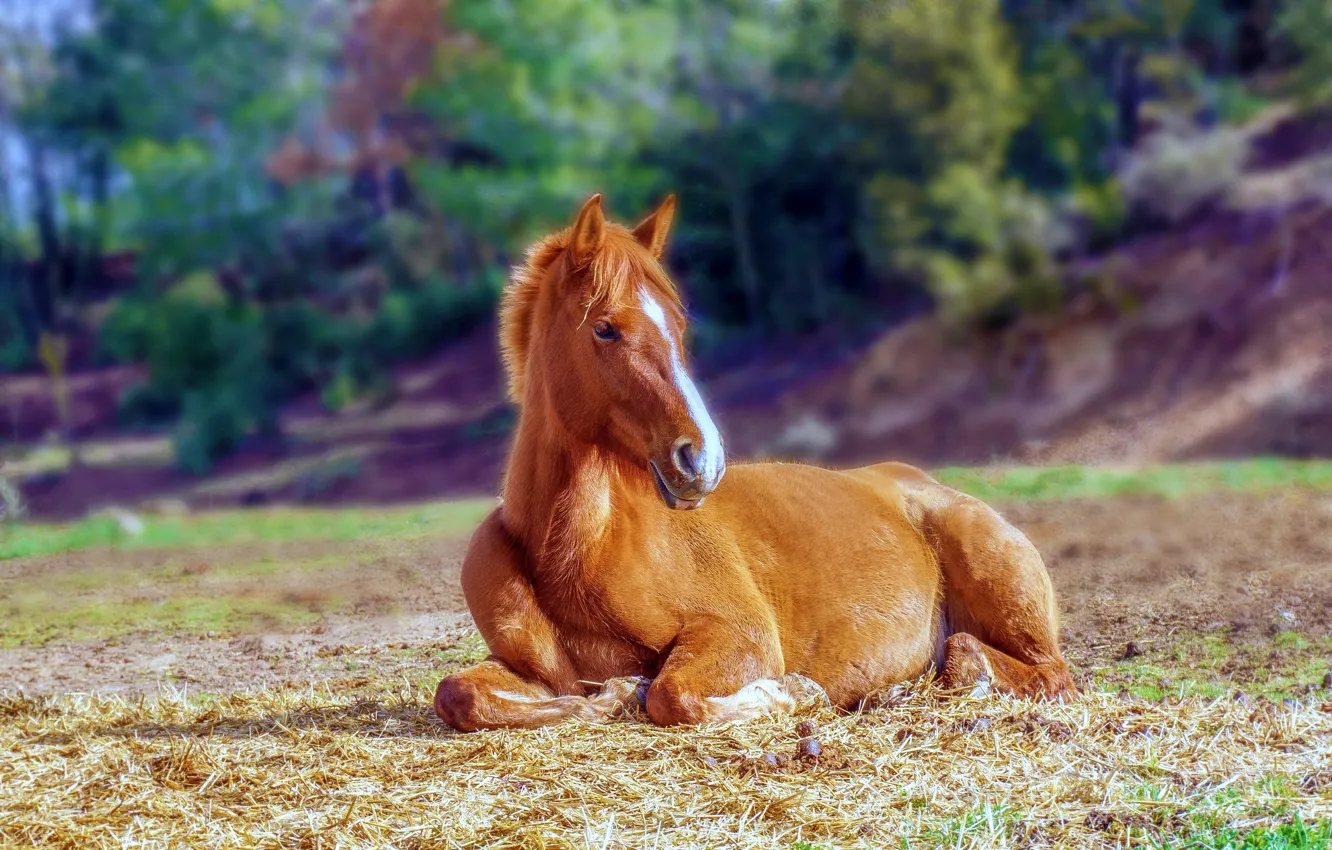 Фото обои поле, конь, лошадь, лежит, жеребенок