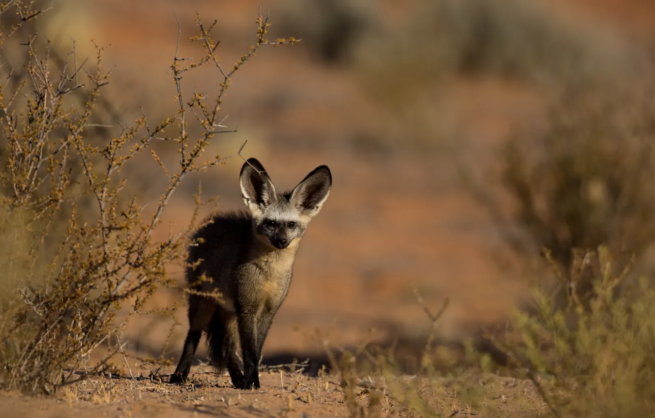 Фото обои природа, фон, Curious bat-eared fox