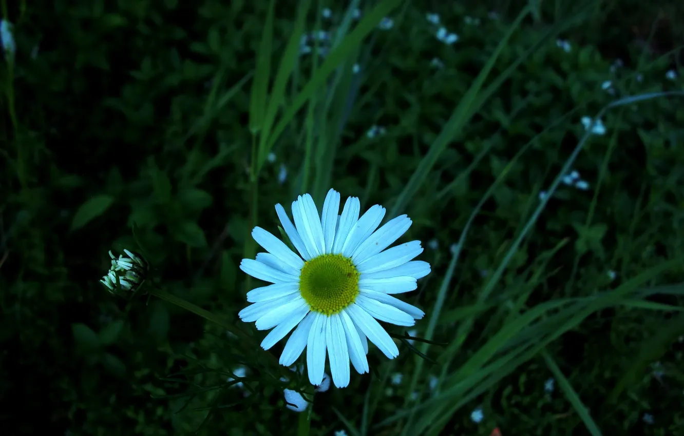 Фото обои цветок, трава, макро, ромашка